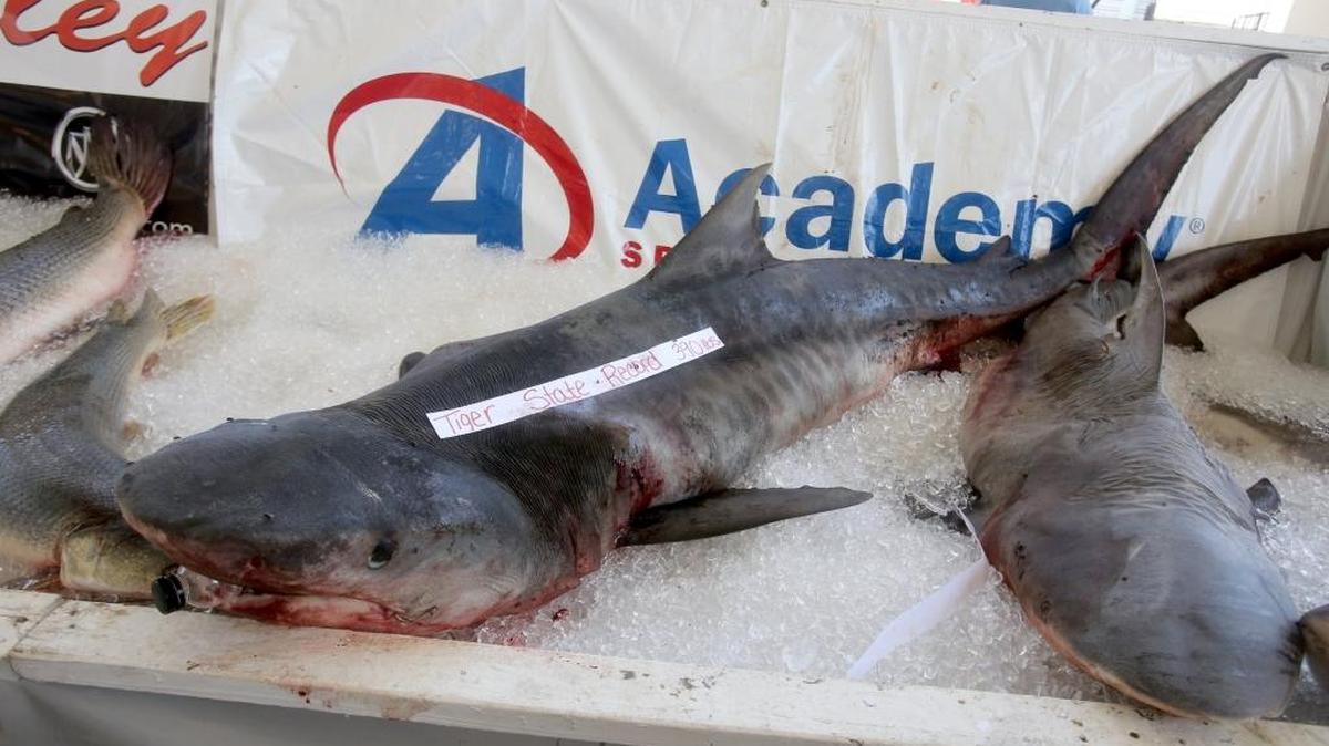 A 390 pound tiger shark caught by David Rogers sits on ice during the second day of the Mississippi Deep Sea Fishing Rodeo on Saturday, July 2, 2016, in Gulfport. The shark beat the state record and is a contender for the $20,000 prize.