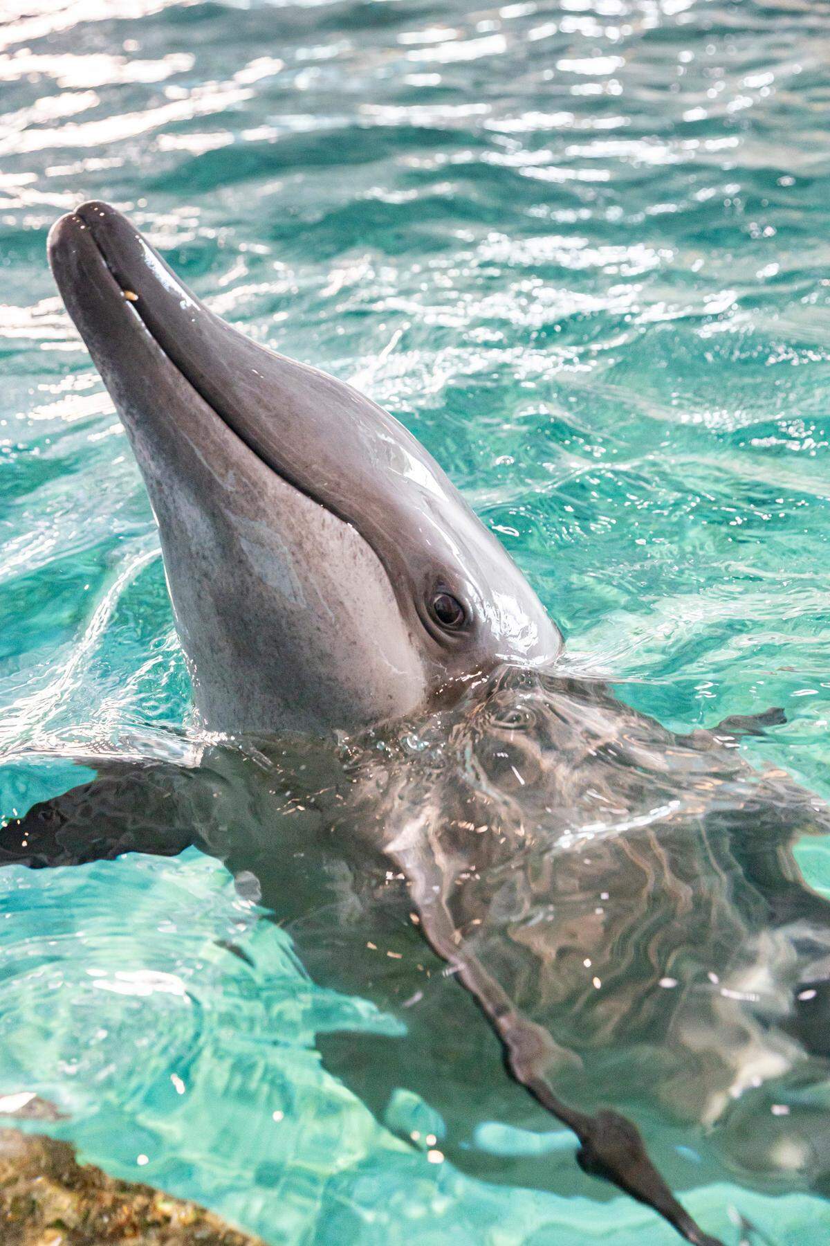 Due to her impaired echo location, Dagny was likely unable to navigate Gulf waters following Hurricane Michael.