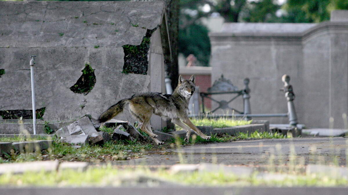 JAMES EDWARD BATES/SUN HERALD/2008 
 Just before sunset, a coyote runs through the Biloxi cemetery between the railroad tracks and the beach. With food scarce this time of year, critter catchers say coyotes find loose pets are easy prey.