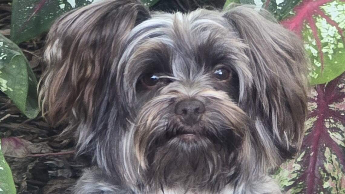 The Sun Herald is going to crown the MS Coast’s cutest dog. Here’s how to enter