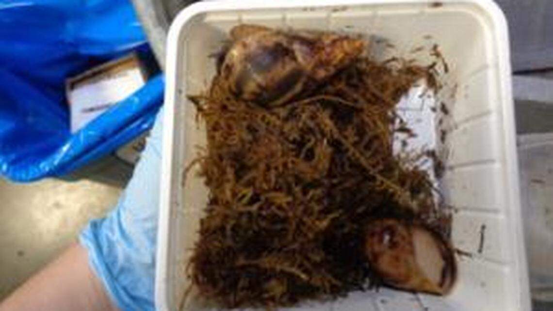 An inbound package from Germany contained two live Giant African snails and was seized by CBP agents in Louisville, Kentucky.