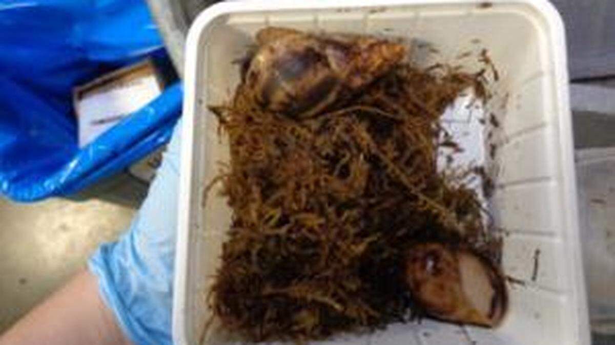 An inbound package from Germany contained two live Giant African snails and was seized by CBP agents in Louisville, Kentucky.