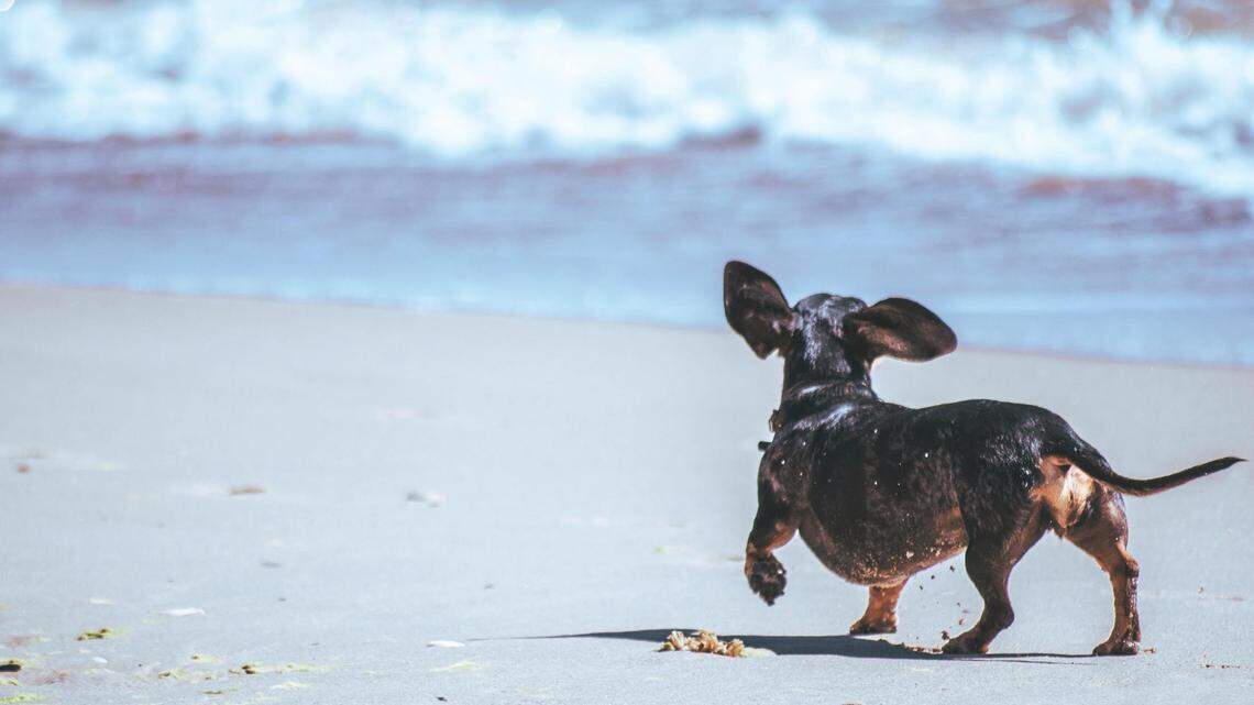 This MS Coast beach named 1 of the best places to vacation with your dog