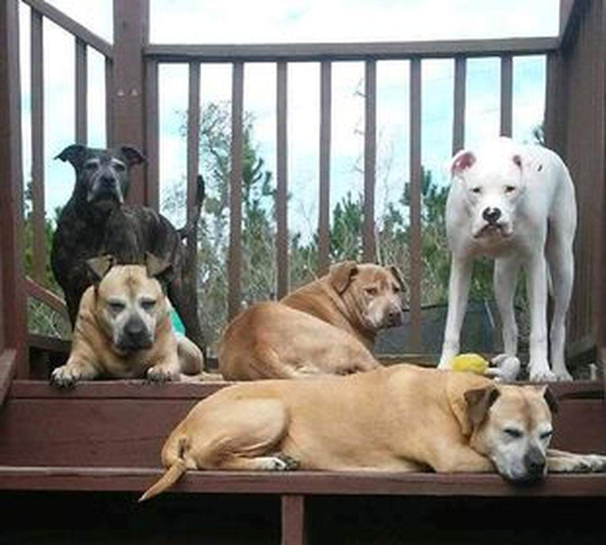 The Turgeau family’s five dogs, (from right to left) Daisy, Pepperann, Scarlett, Sweetpea and Rocky lounge on the deck shortly before Scarlett passed away in January 2020.