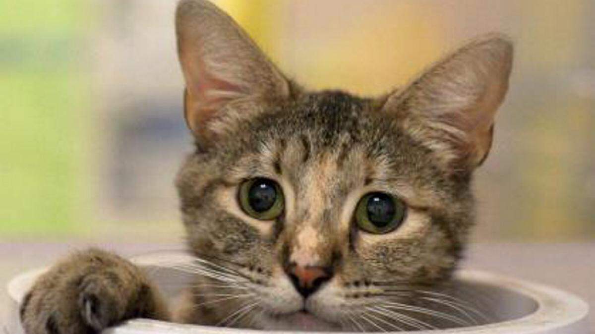 Greta (A31435465), a 2-year-old female gray, brown and orange domestic shorthair mix, is the featured pet of the week for the Humane Society of South Mississippi, 2615 U.S. 49, Gulfport. For details about adopting a pet, call 863-3354 or check out hssm.org. All animals adopted through HSSM are spayed/neutered, given shots and are microchipped. Other pets are also available at the Hancock County Animal Shelter, 7175 Texas Flat Road, Kiln, 466-4516, or the Jackson County Animal Shelter, 4400 Audubon Drive, Gautier, 497-6350. Contact each shelter for adoption fees.
