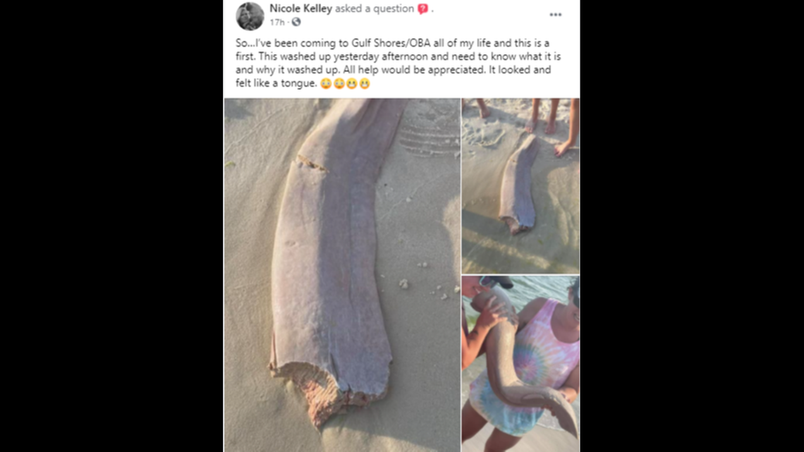 A woman found this in the sand on Alabama’s gulf shore. Social media has been debating what it might be.