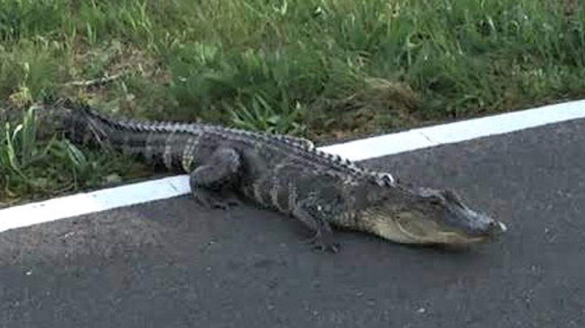 GULFPORT POLICE DEPARTMENT 
 Police say this alligator didn't want to get off a city street on Tuesday. It started to cross East Railroad Street but decided to stop.