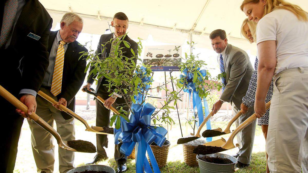 AMANDA McCOY/SUN HERALD 
 Community and business leaders ceremonially plant a tree to kick-off the Hancock Bank Perseverance Oaks program on Tuesday, April 5, 2016, at Long Beach Town Green. Saplings grown from acorns of the iconic Friendship Oak on University of South Mississippi's Long Beach campus were planted.