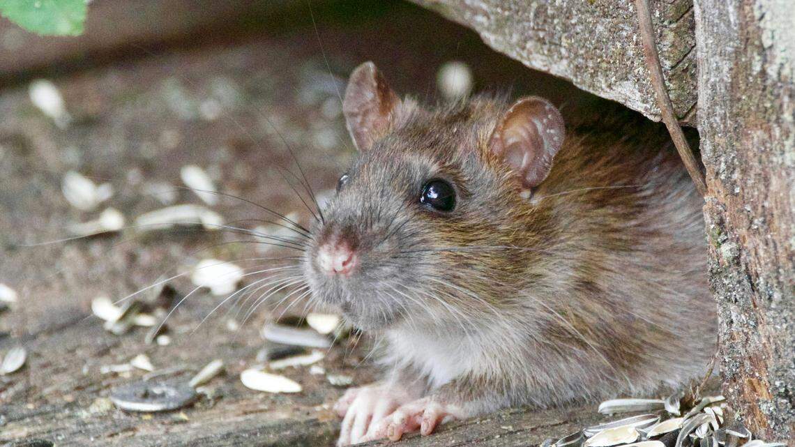 What is hantavirus? Should MS folks be concerned about recent outbreak?