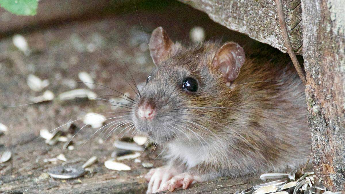 Hantavirus is primarily caused by contacting urine, feces or saliva of infected rodents, according to the WHO.