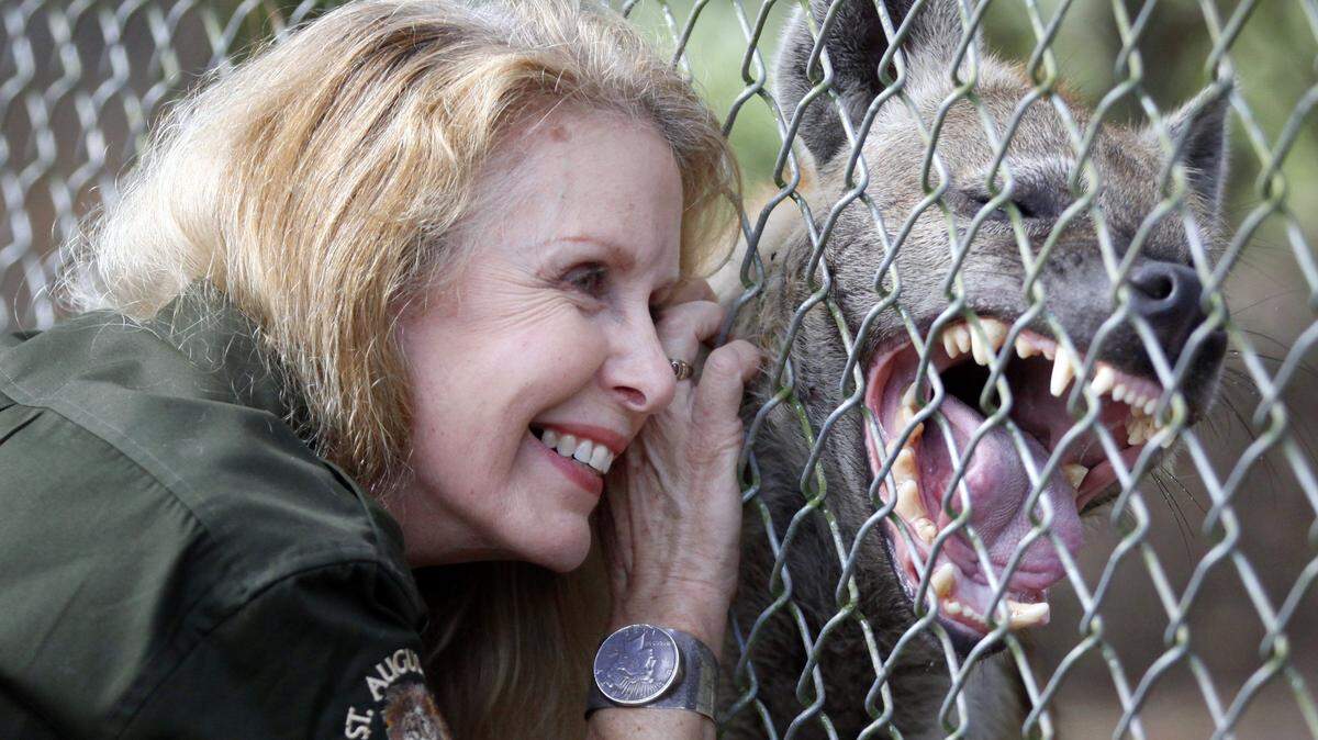 A liger peers from its enclosure at the St. Augustine Wild Reserve on Tuesday, Dec. 22, 2015. A liger is a hybrid cross between a male lion and a female tiger. The species does not appear in the wild. (Daron Dean/The St. Augustine Record via AP)