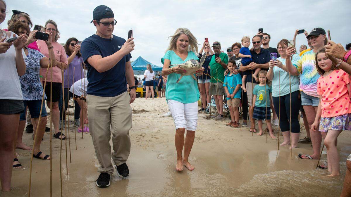 A Kemp’s Ridley sea turtle is escorted from the beach as it is released into Mississippi Sound in Biloxi on Thursday, April 18, 2024.