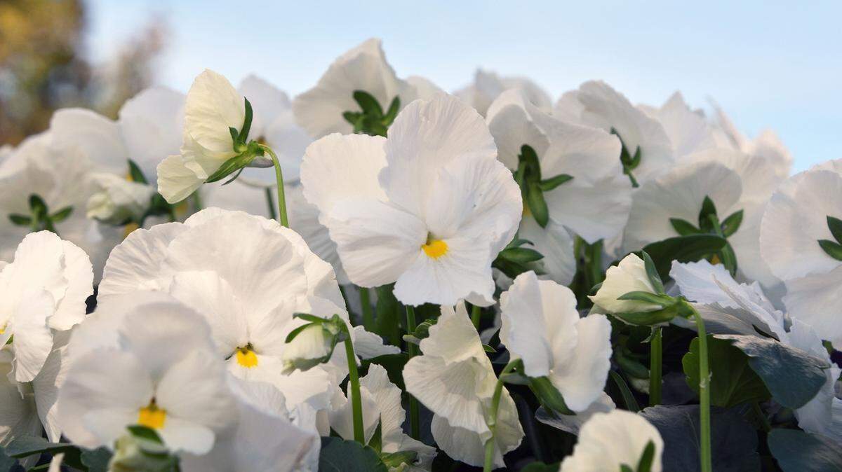 GARY BACHMAN/MISSISSIPPI STATE UNIVERSITY EXTENSION SERVICESome Matrix pansies have solid color flowers without the blotches and the throat of each one has a small yellow eye.