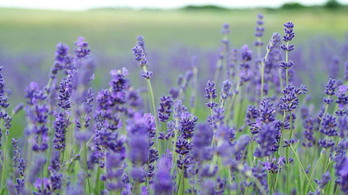 Lavender’s fragrance acts as a natural tick repellent, experts said.