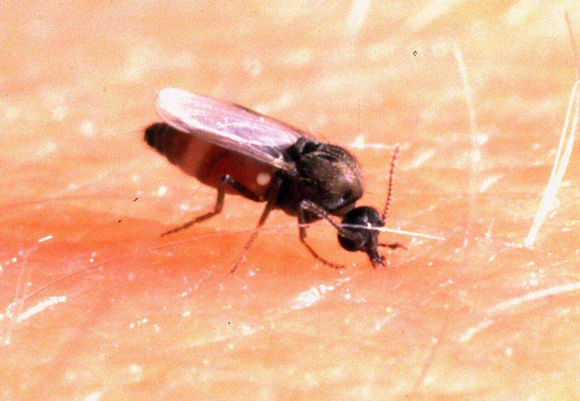 No-see-ums are commonly found in swampy areas of North Carolina.