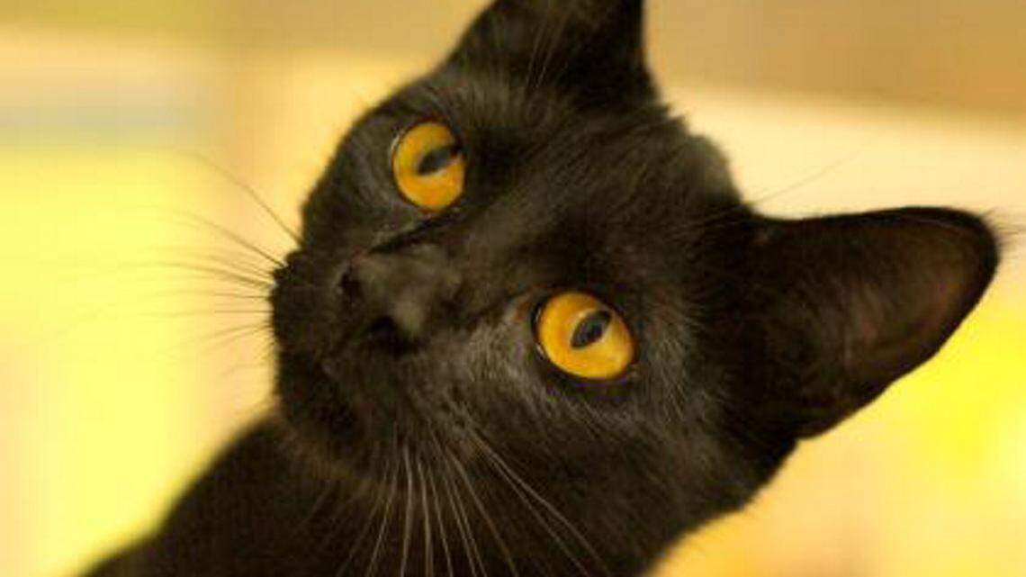 HSSM pet of the week: Meet Lucy