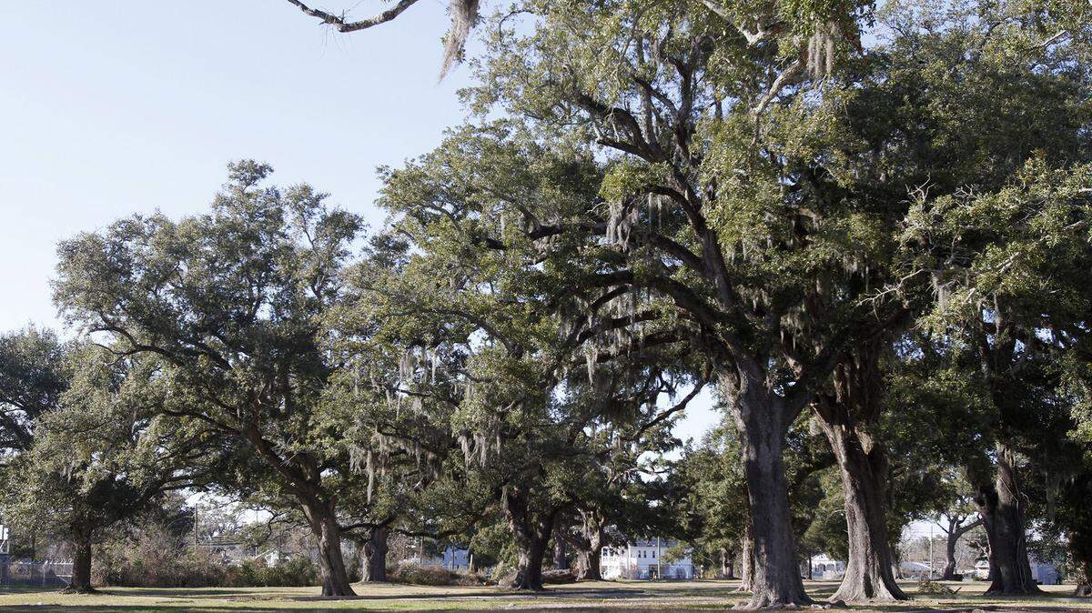 TIM ISBELL/SUN HERALD/FILE 
 Biloxi trees will now be overseen by a tree committee, whose purpose is to mitigate the effects of development on the city's canopy of Live oaks.