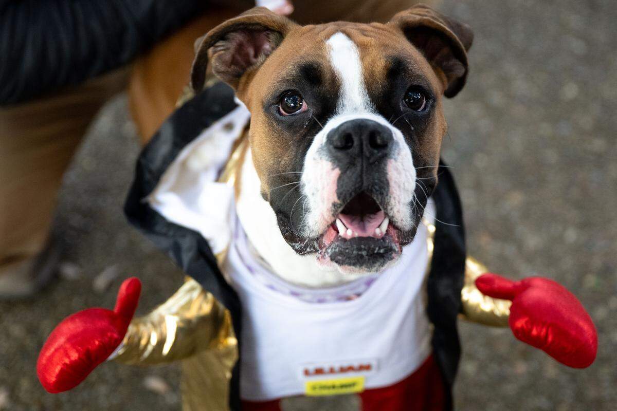 Lillian Rose, a boxer dog, is dressed in a boxer outfit during Boo On The Rue in Biloxi on Thursday, October 30, 2025.