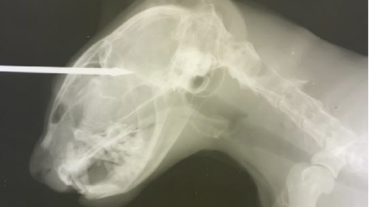 An x-ray shows the injuries sustained by Millie the cat on November 11, 2021 after someone shot a dart at it in Poplarville. The cat survived the incident.