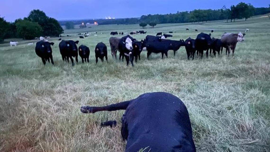 The Autauga Farming Company in Alabama says one of its cows was struck and killed by lightning during a passing storm on May 15.