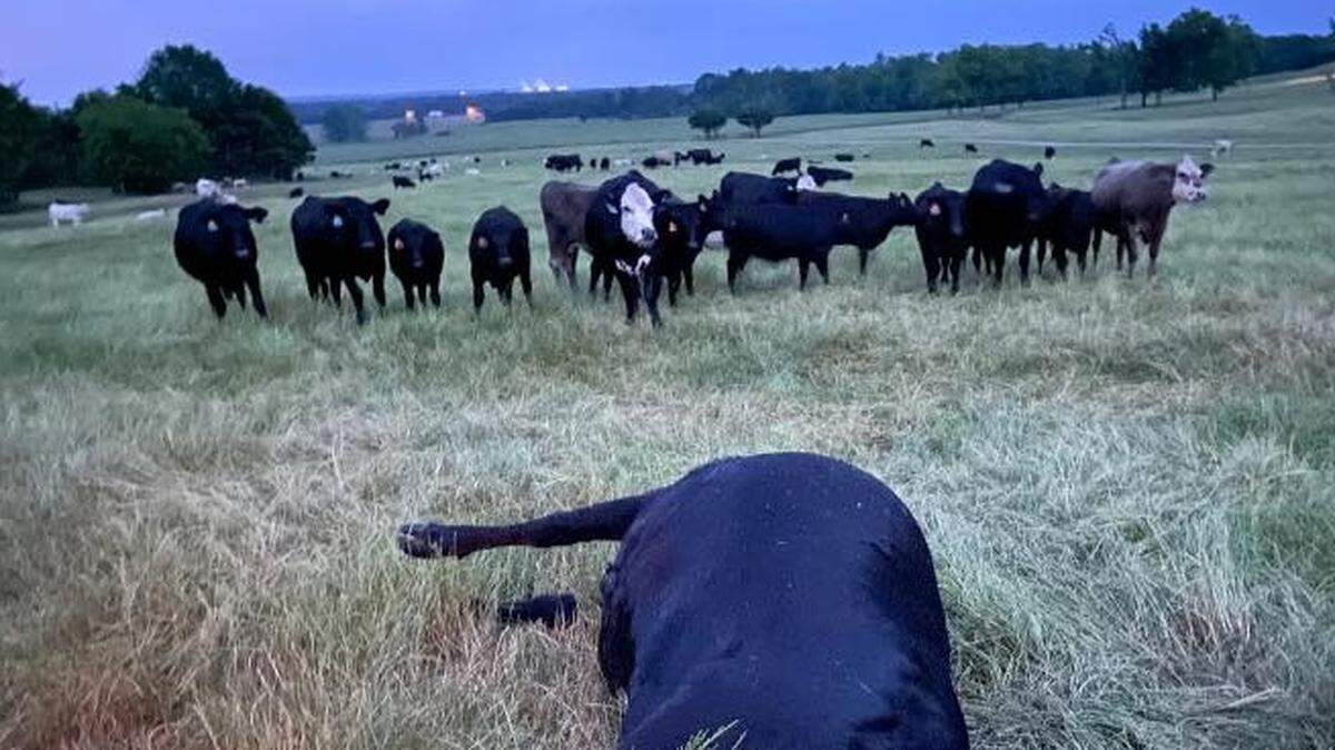 The Autauga Farming Company in Alabama says one of its cows was struck and killed by lightning during a passing storm on May 15.