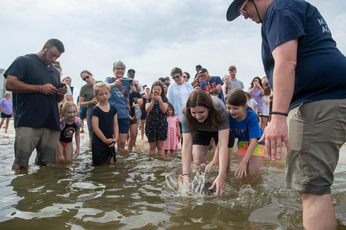 A rehabilitated Kemp’s Ridley sea turtle is released into the Mississippi Sound in Biloxi on Thursday, April 18, 2024.