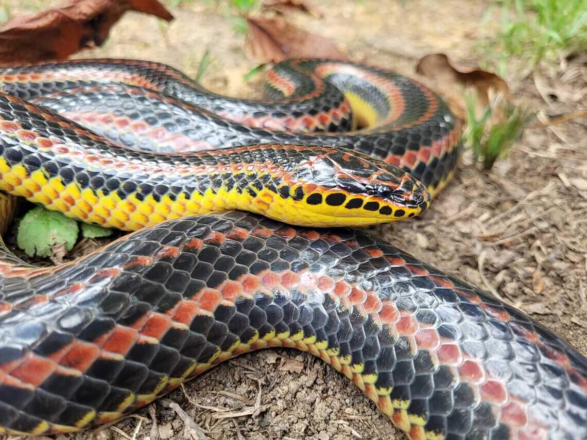 Rainbow snake caught and released in southern Mississippi | Biloxi Sun ...