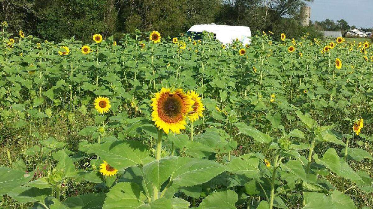 Sunflowers at Coastal Ridge Farm in Hancock County recently.