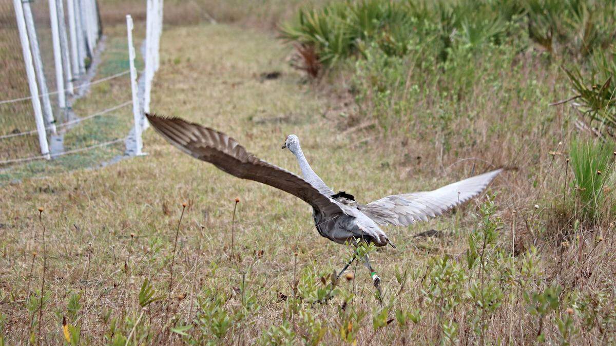 Three Sandhill cranes hatched in Florida have been released this month into the Mississippi Sandhill Crane National Wildlife Refuge in Gautier. The cranes are an endangered species that lives on the Mississippi Gulf Coast.