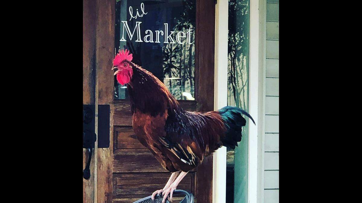 Carl 2.0 the Rooster is pictured in front of Lil Market and Bagelry in downtown Ocean Springs, where made daily rounds for delectable treats before an infection sidelined him. But, fear not, he’s ready for his return after being treated by a beneficent veterinarian at Bienville Animal Medical Center.