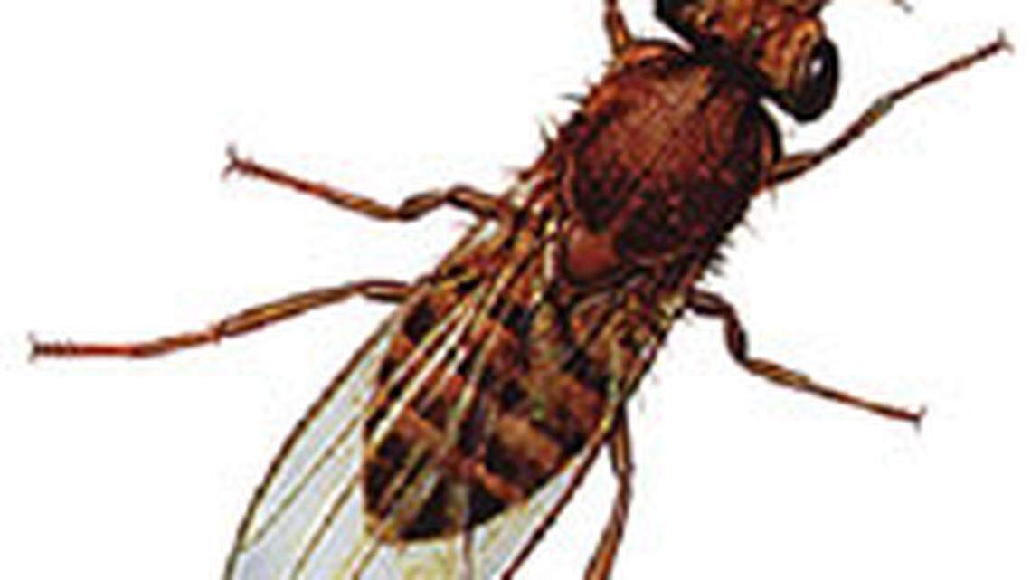 Want to trap (and kill) fruit flies? Here’s why you should use bananas or red wine