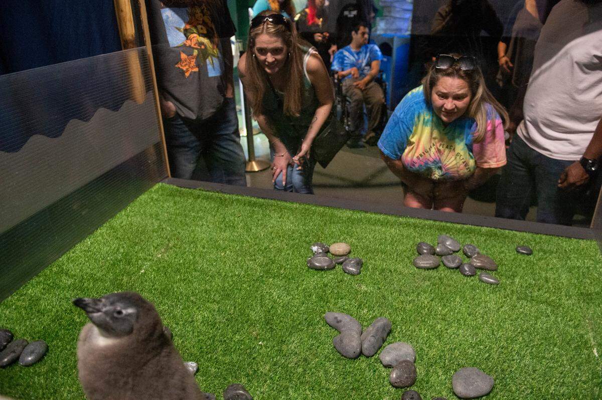 Visitors take a look at baby African penguins in their makeshift habitat at the Mississippi Aquarium on Saturday, March 22, 2025. The aquarium is raising funds to eventually build a permanent larger habitat for them.