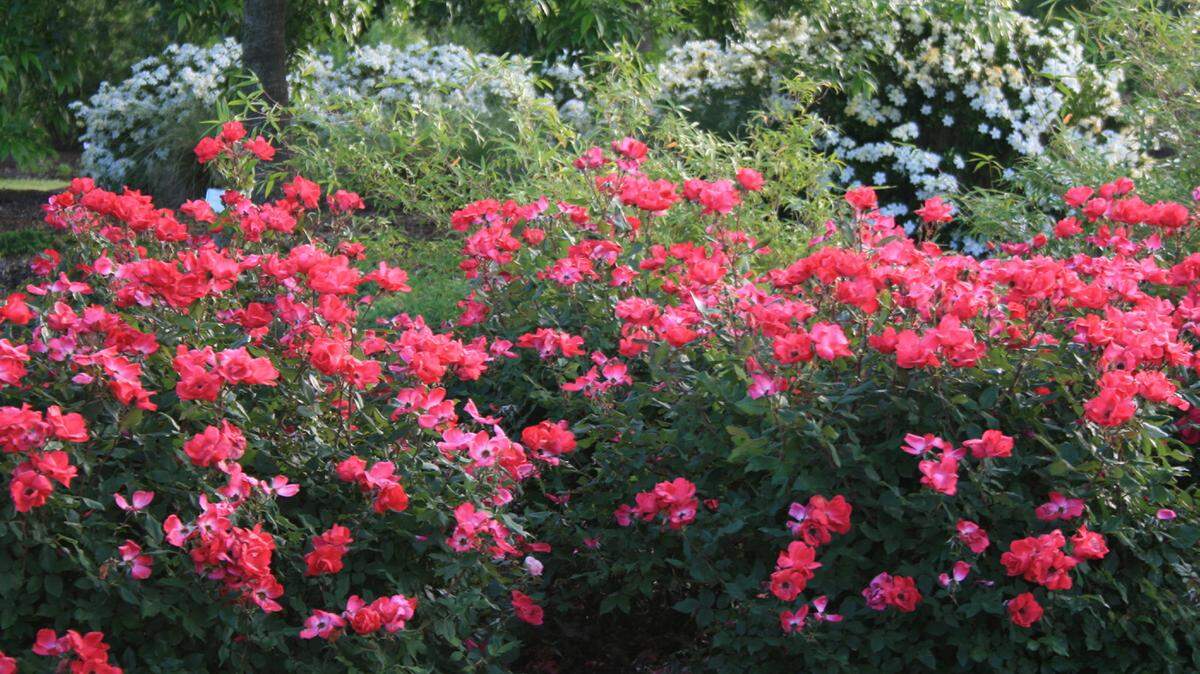 GARY BACHMAN/MISSISSIPPI STATE UNIVERSITY EXTENSION SERVICEPrune Knockout roses in the spring to keep their shape and encourage the prolific blooming that give them their name.