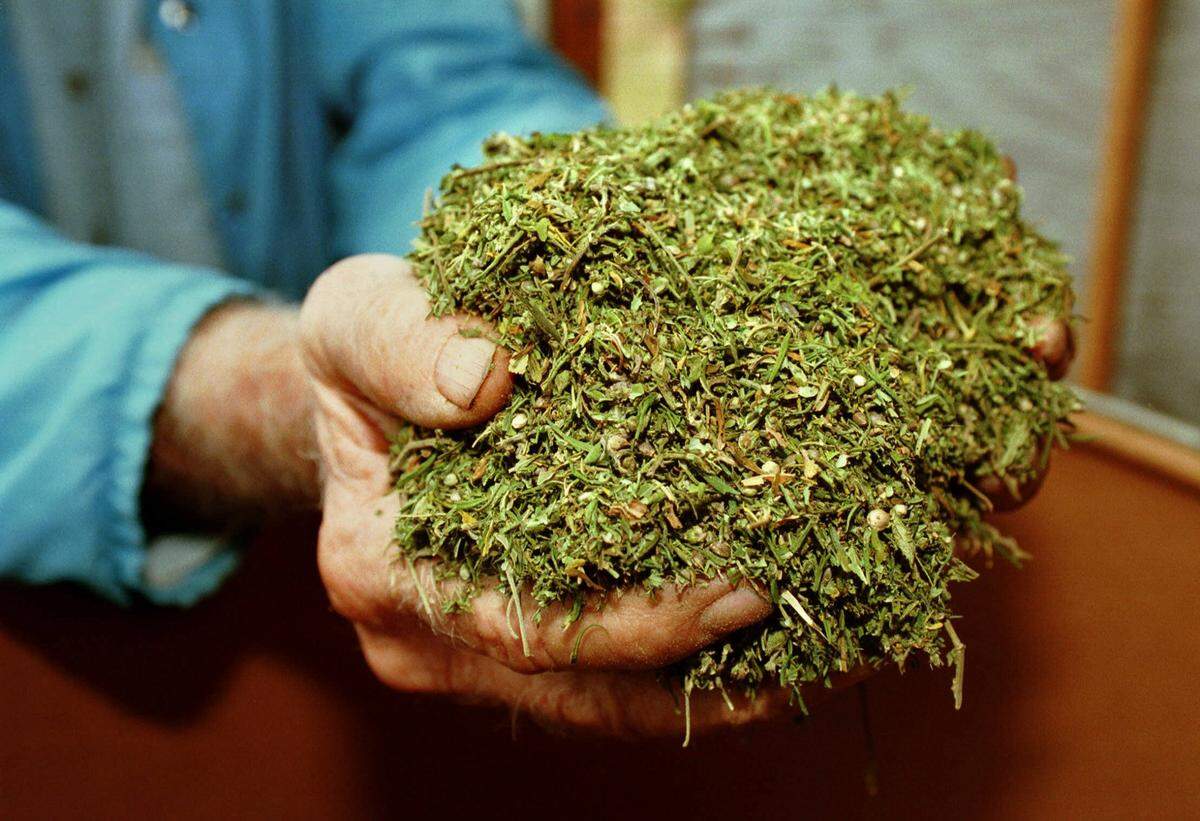 Cultivated marijuana is seen in this 1999 photo at the University of Mississippi. With funding from the National Institute on Drug Abuse, the Marijuana Project at the school cultivates and supplies research-grade cannabis material for scientific and medical research.