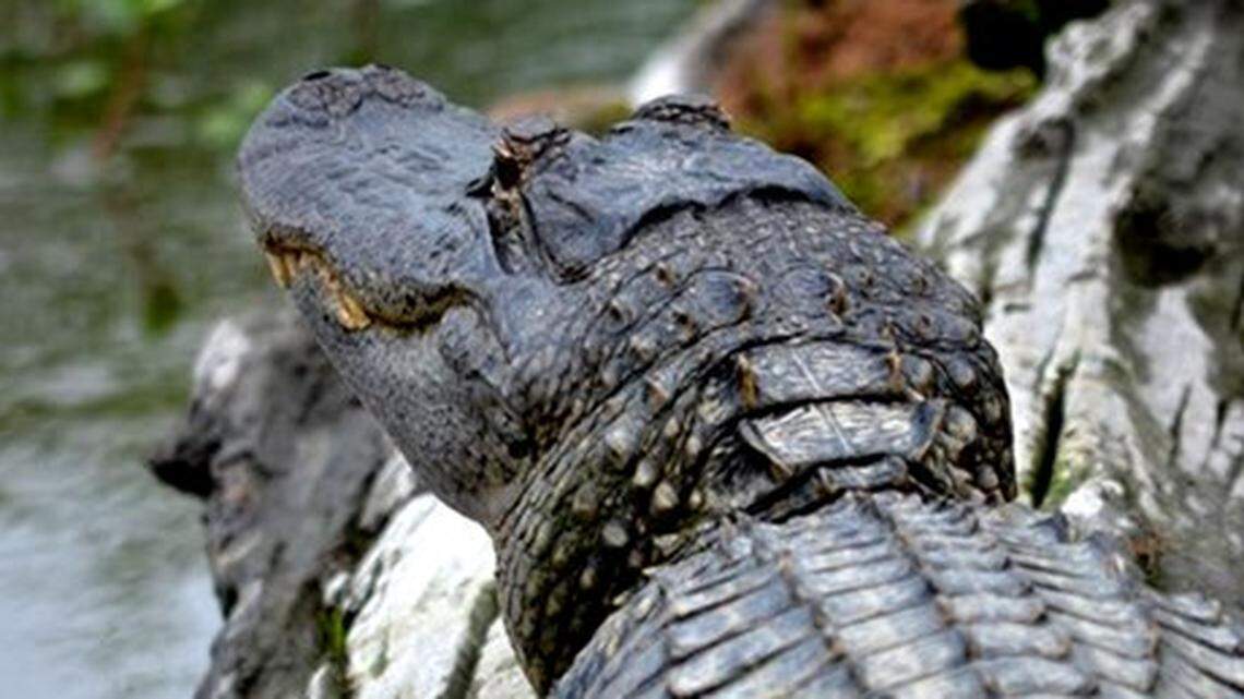 Want to hunt alligators in Mississippi? Here's what you have to do.