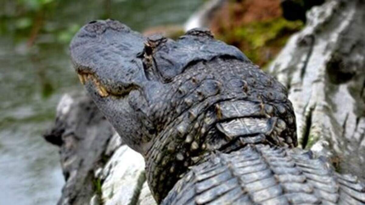 Applying for a permit for Mississippi's alligator season on public waterways starts June 1, but if you want to catch one, you must have a state permit awarded through a lottery process.