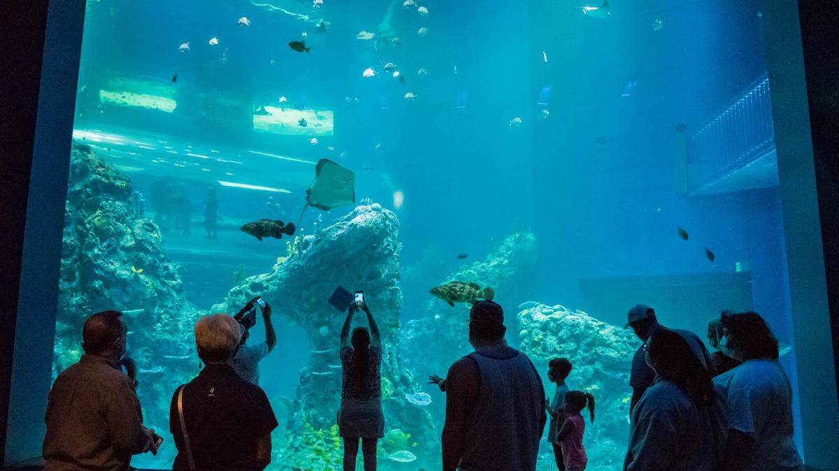 The Wall of sharks and other marine life draw visitors to the Mississippi Aquarium in Gulfport.