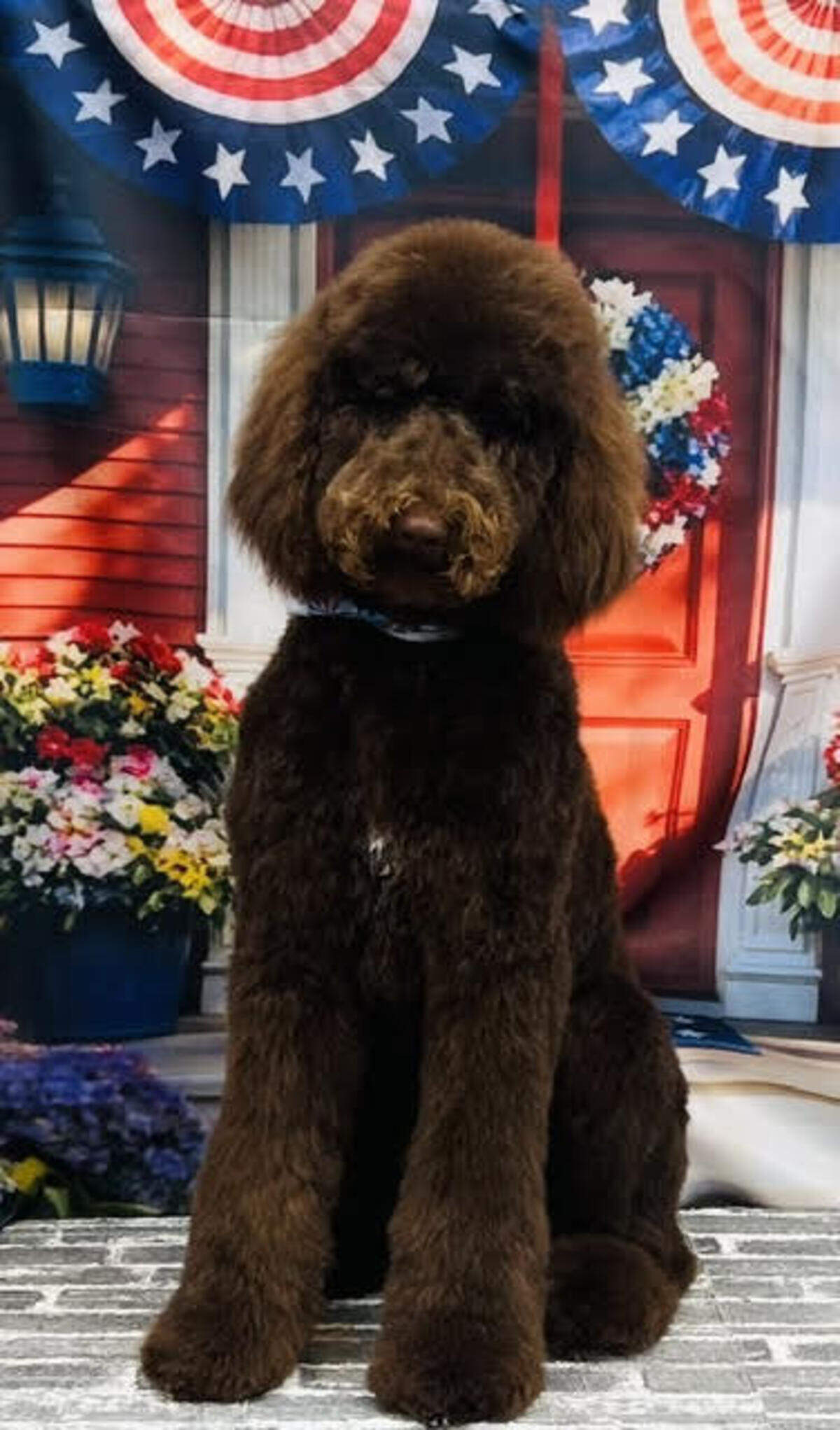Shug, a 7-month-old brown standard poodle, clinched the final round with 82% of the total votes, topping eight other furry finalists.