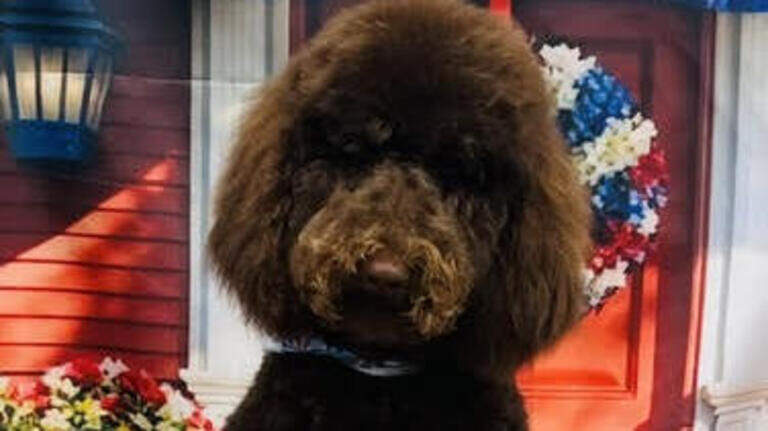 Who’s the top dog? Here’s the winner of Sun Herald Cutest Dog on the Coast poll