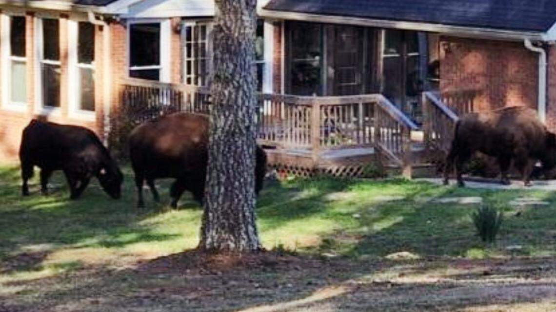 Buffalo belonging to rapper Rick Ross escaped his Promise Land estate and were seen roaming in Fayette County, Georgia, on March 13, deputies said.