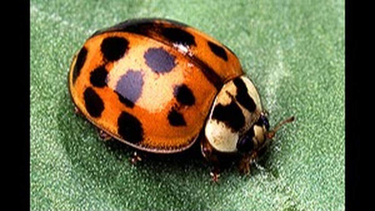 Asian lady beetles look like ladybugs but can be harmful, leaving stains on surfaces and occasionally biting.