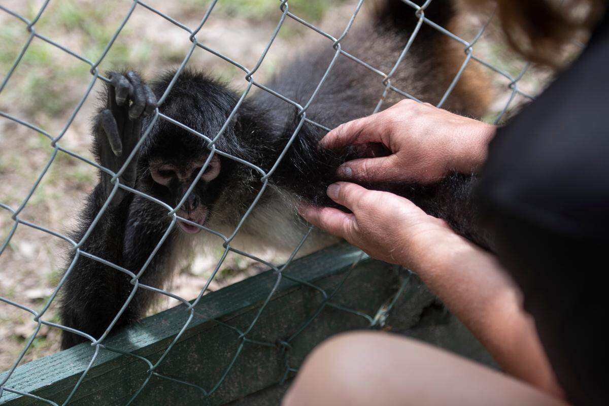 Owner April Stewart interacts with the spider monkeys at Gulf Coast Primate Sanctuary in Perkinston on Thursday, May 1, 2025.