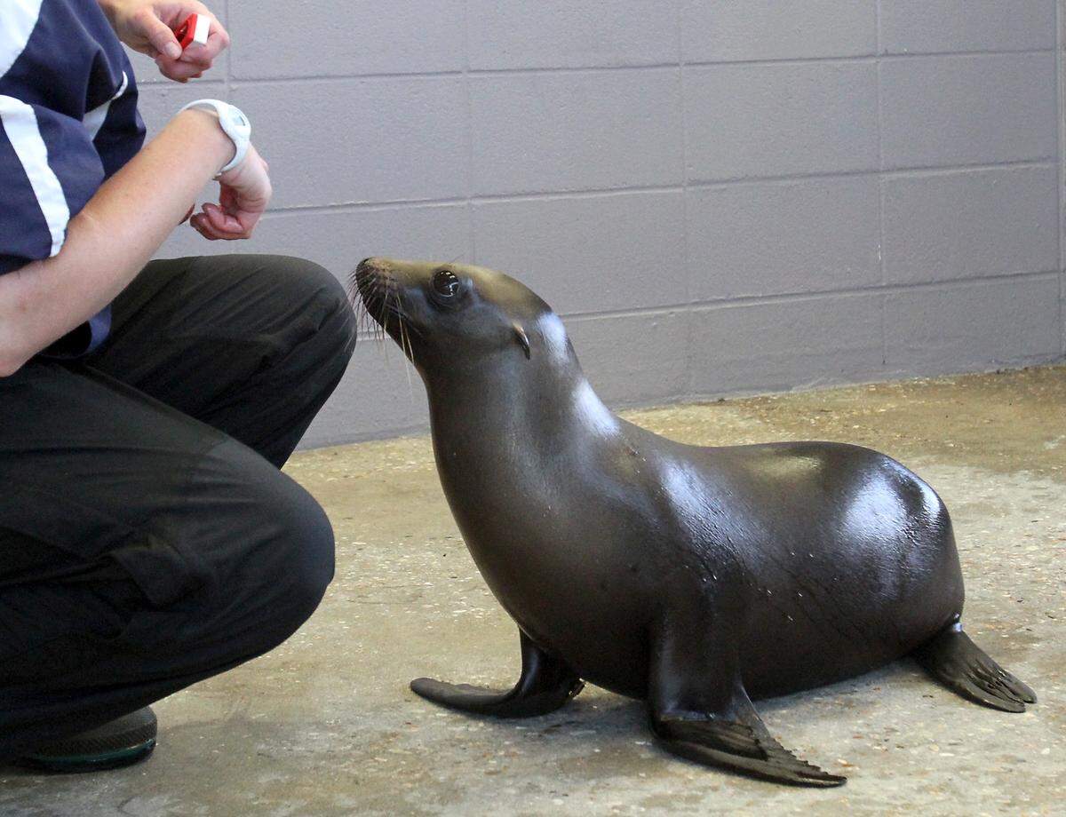 A marine mammal trainer at the Institute for Marine Mammal Studies in Gulfport, feeds KayTee, a nine-month-old sea lion, in 2013. A sea lion named Jester died while in the care of IMMS and the facility has been fined by the U.S. Department of Agriculture.