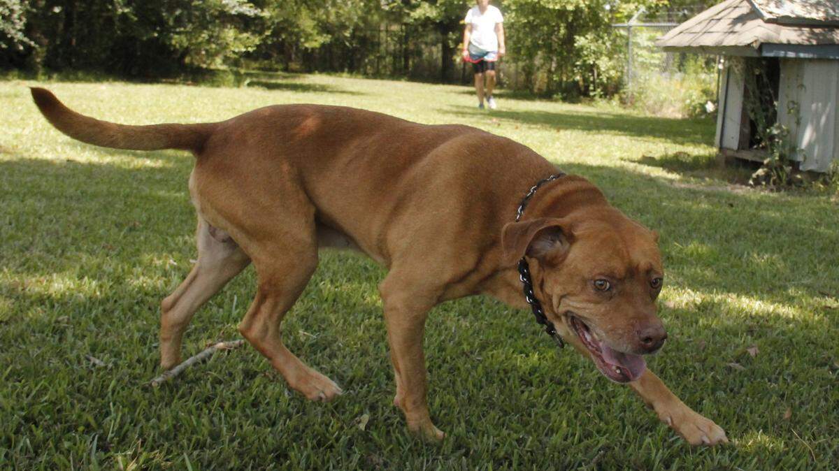 Brownie is a friendly 3-year-old cur. He is a rescue from the Stone County SPCA and will be available at PetSmart D'Iberville on Saturday along with other rescue dogs from the Stone County SPCA. The Stone County SPCA is at 1989 Highway 26 West, Wiggins. The phone number is 601-928-1930, and hours of operation are 9 a.m. to 3 p.m. Monday through Saturday. Visit their website, stonecountyspca.org, to see all the animals available for adoption. General guideline for adoption rates: Cats are $35, kittens $60, puppies and small dogs are $80 and large dogs are $60.