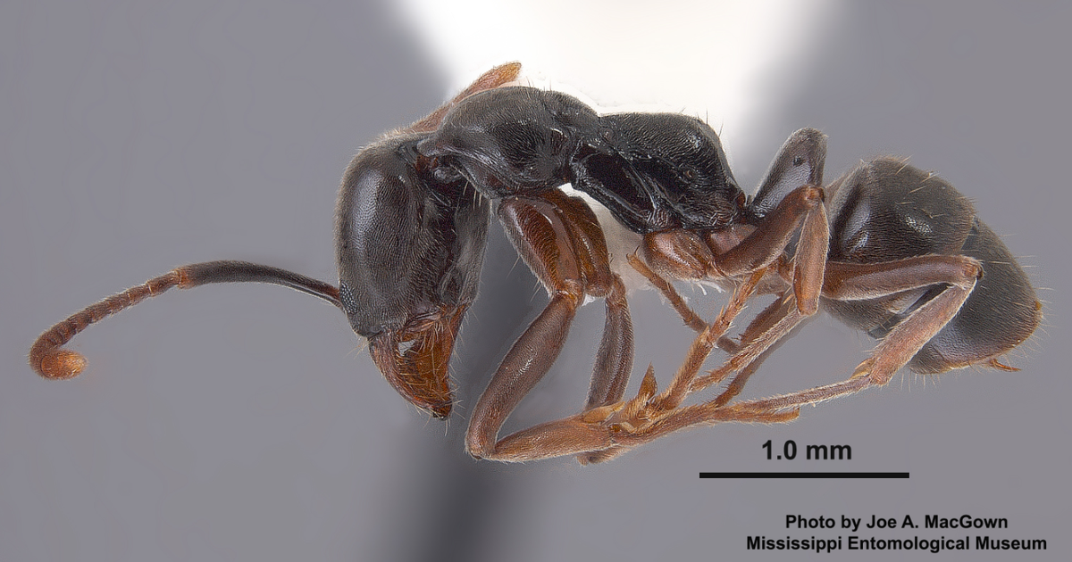 There were six reported isolated findings of Asian Needle Ants in Mississippi, including one in Jackson County.