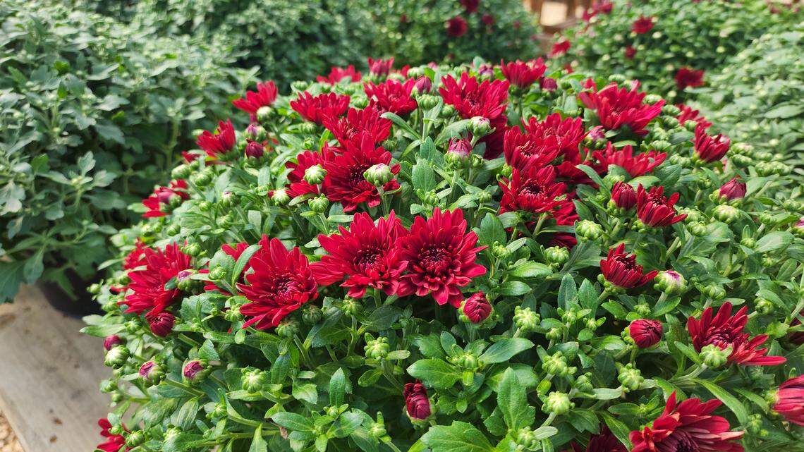 Are your plants hurting your pets? Here’s how to keep your Mississippi yard safe