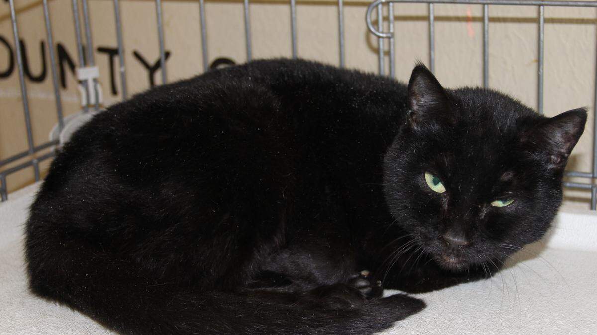 Ethel, a striking black cat with jade eyes, is a rescue through the Stone County SPCA and is available for adoption at PetSmart D'Iberville. The Stone County SPCA is at 1989 Hwy. 26 West, Wiggins. The phone number is 601-928-1930, and hours of operation are 9 a.m. to 3 p.m. Monday through Saturday. Visit their website, stonecountyspca.org, to see all the animals available for adoption. General guideline for adoption rates: cats are $35, kittens $60, puppies and small dogs are $80, large dogs are $60.