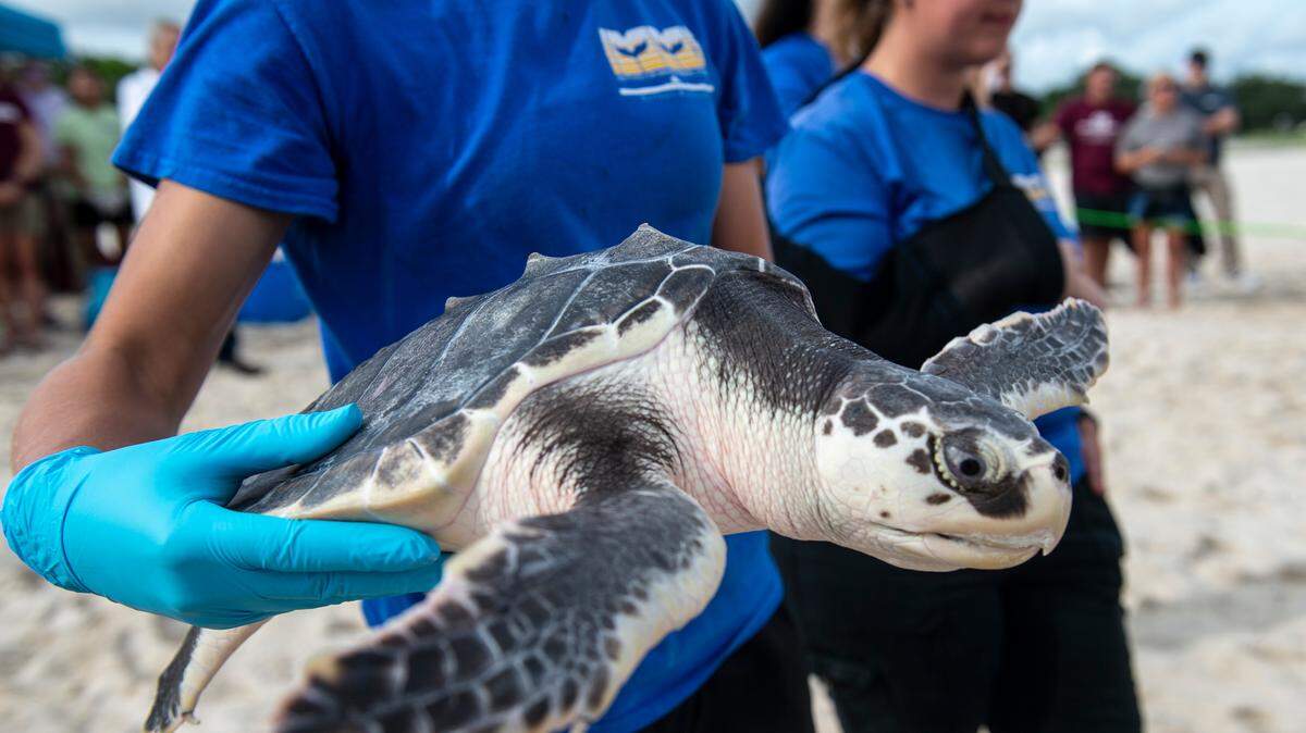 Workers from the Institute for Maine Mammal Studies carry a Kemp’s ridley sea turtle into the ocean during a turtle release at Pass Christian Beach.