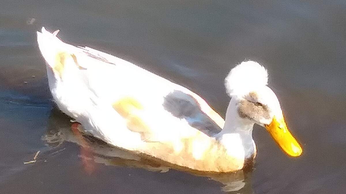 Bonnie the duck was a popular resident of Hiller Park in Biloxi. The crested duck recently died.