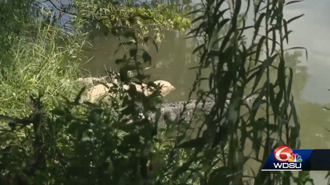 5 gators found ‘belly up’ in Louisiana bayou spur investigation by wildlife officials